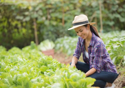 farmers-are-working-chinese-cabbage-farm